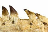 Fossil Mosasaur (Thalassotitan) Jaw Section with Teeth - Morocco #372634-3